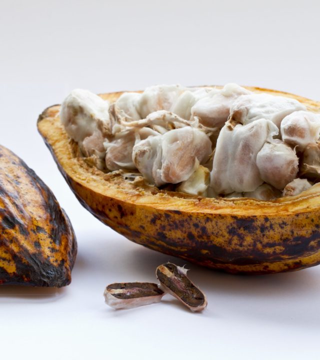 closeup shot of a cut cocoa plant on a white surface